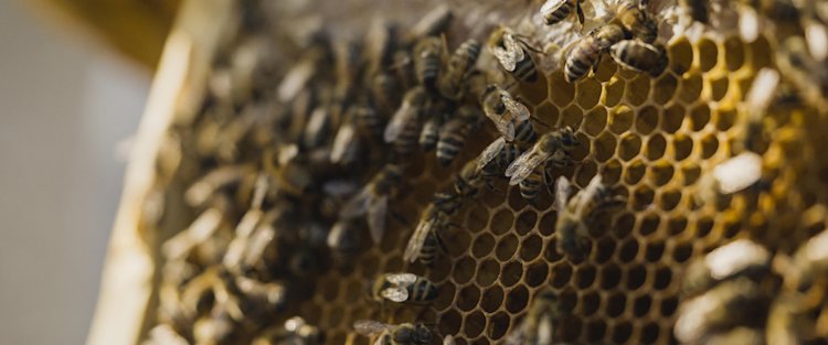 How beekeeping in Qatar is creating a buzz about the future