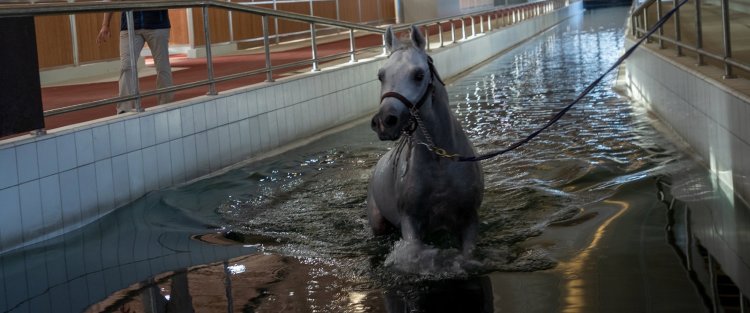Did you know horses can swim? QF research explores it as an equine rehabilitation tool