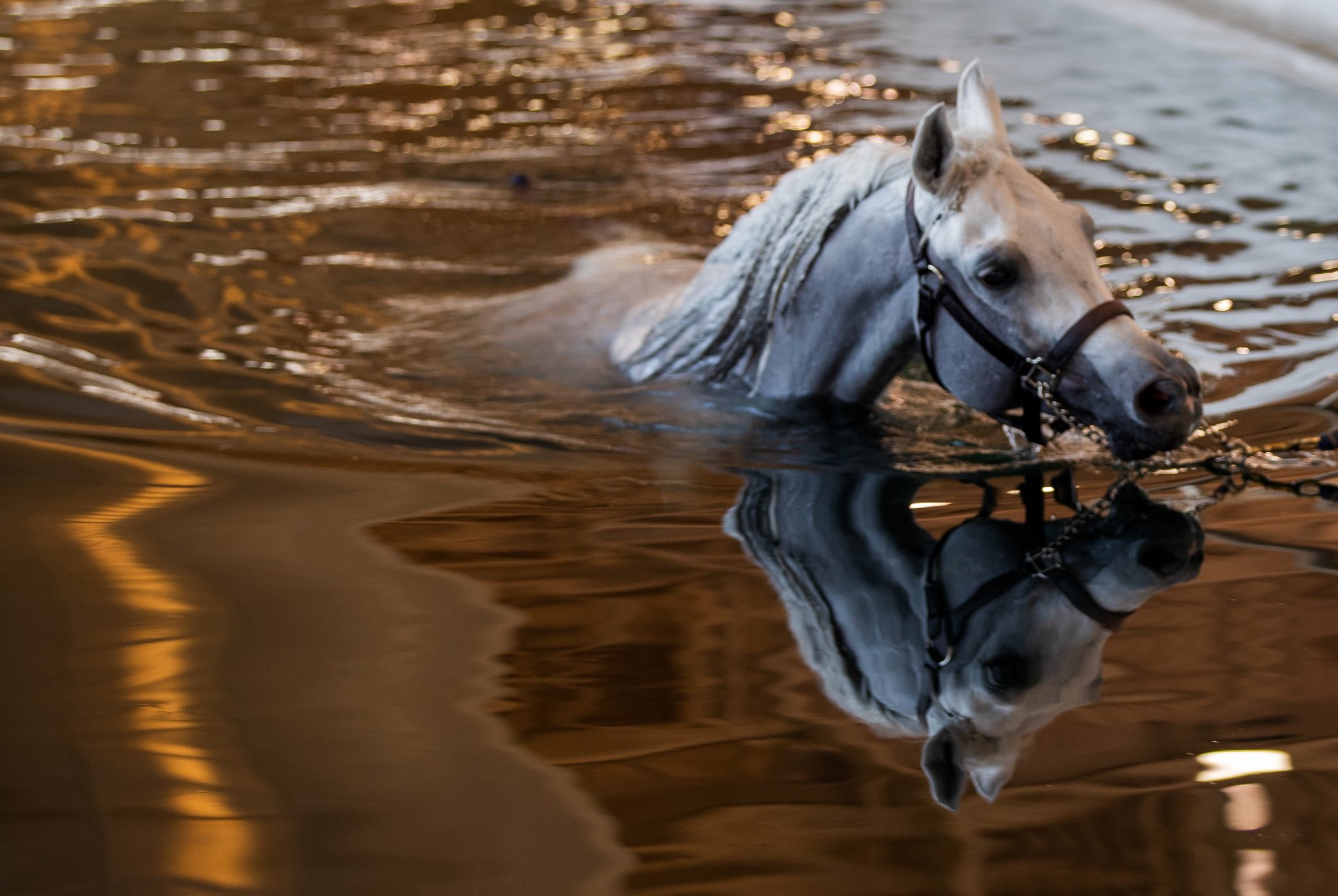 Did you know horses can swim? QF research explores it as an equine rehabilitation tool - QF - 04