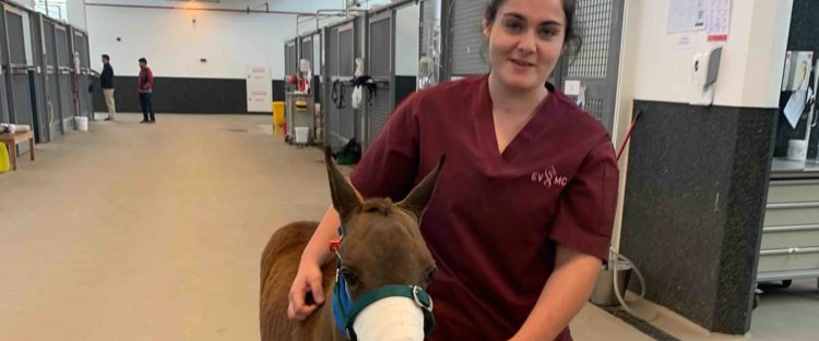 “Loving horses is the only prerequisite” to volunteer at EVMC