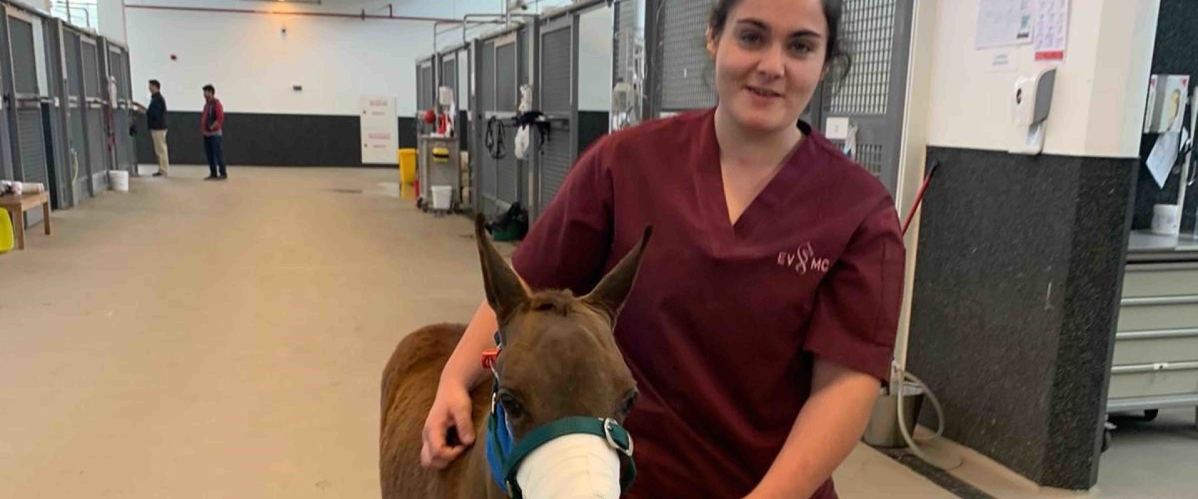 “Loving horses is the only prerequisite” to volunteer at EVMC