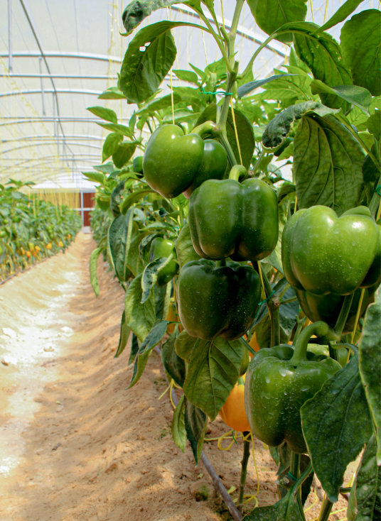 Food security - Greenhouse - Khayr Qatarna