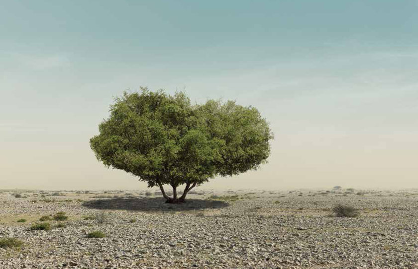 ABO056 - Sidra tree