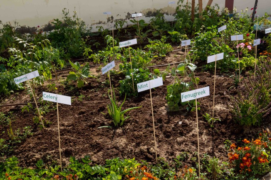 QF teachers helping students grow a green thumb - QF - 06