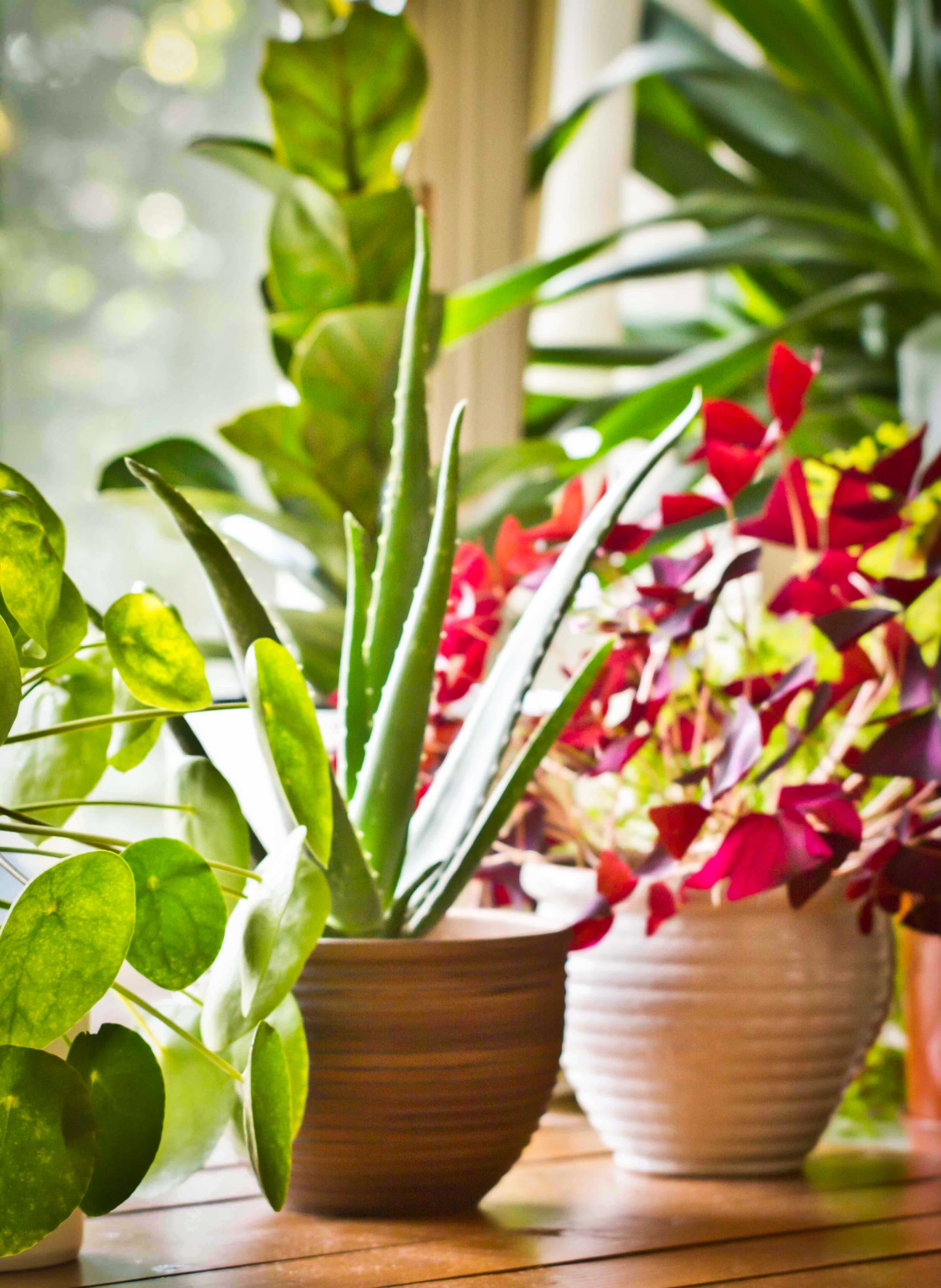 QGBC Healthy Homes - 4