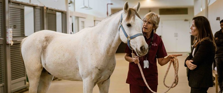 المركز الطبي البيطري للخيل بمؤسسة قطر يُسهم في رعاية موروث الخيل العربي