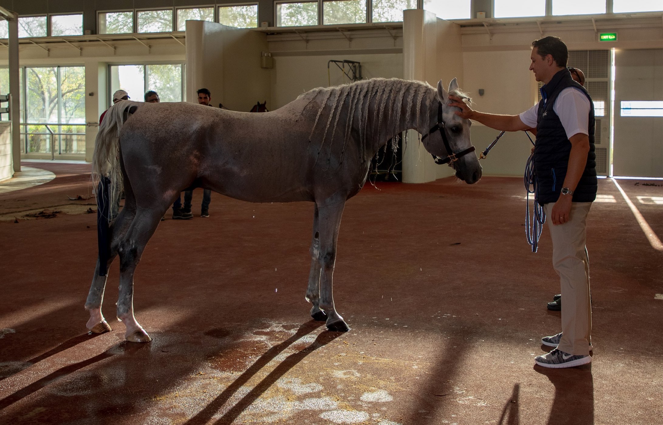 Did you know horses can swim? QF research explores it as an equine rehabilitation tool - QF - 01