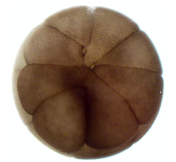 Image of embryo