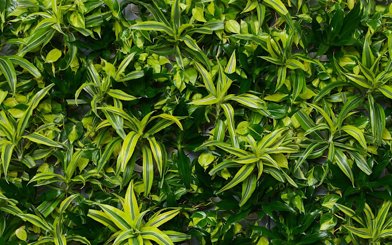 Tropical Collection Sample Image