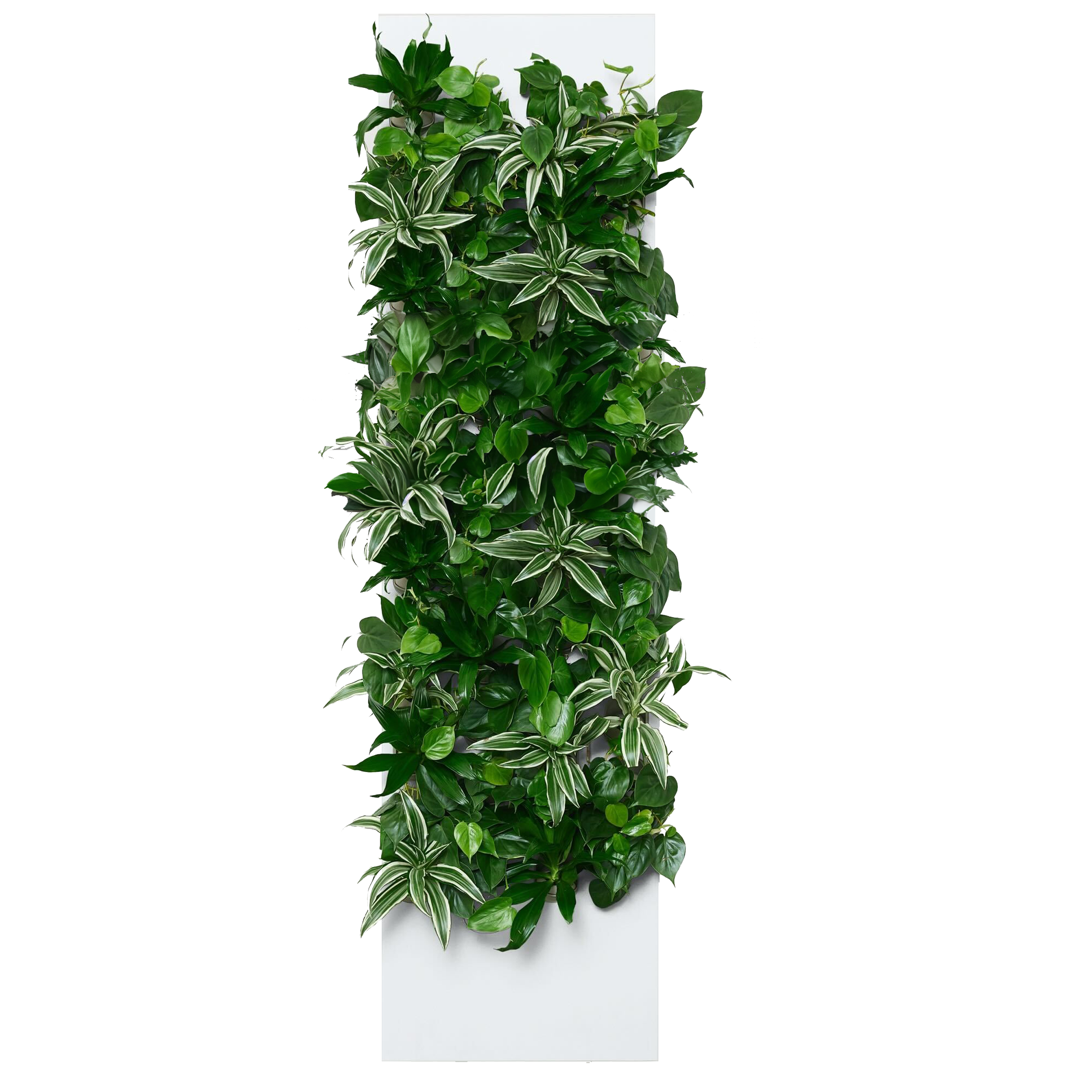 Taiga 4 Max - Snow - Evergreen SKU Image