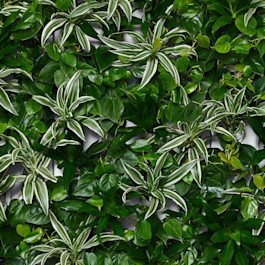 Evergreen Collection SKU Image