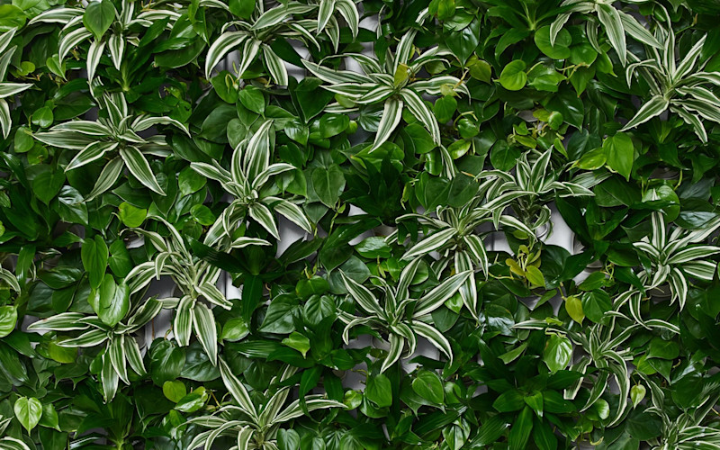 Evergreen Collection Sample Image