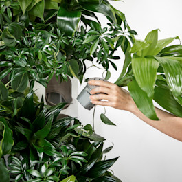 Soil-Free Plant Pod SKU Image