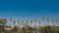 Is California good for international students? This image shows palm trees outside universities in California state. International students can apply to study in California with Shorelight.