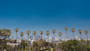 Is California good for international students? This image shows palm trees outside universities in California state. International students can apply to study in California with Shorelight.