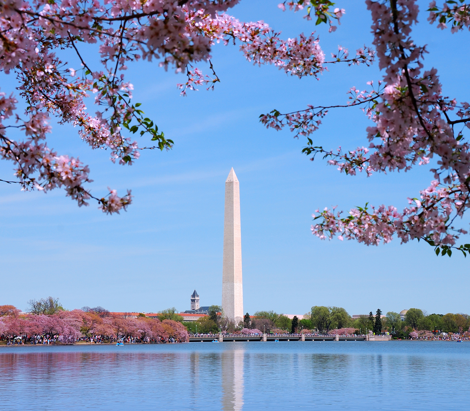 Washington Nationals Honor City's Iconic Cherry Blossoms with City