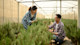 Two international students studying botany at a US university work together in a greenhouse and tend to plants on campus.