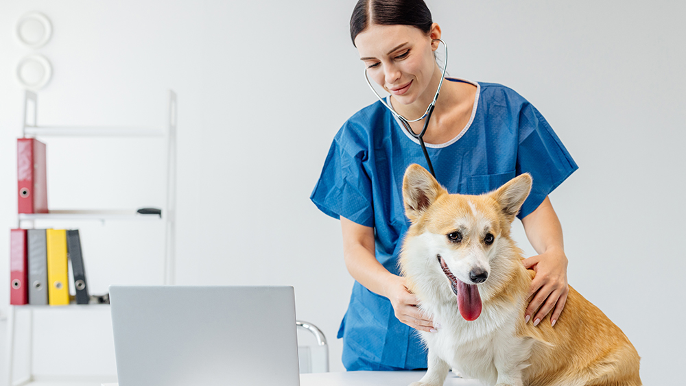 Veterinarian examining a dog with a stethoscope on a clinic table