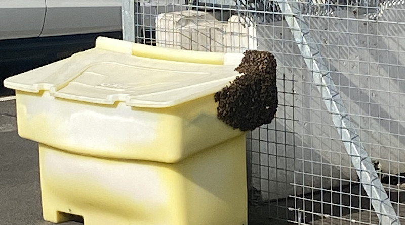 Bees swarm at EDI block parking