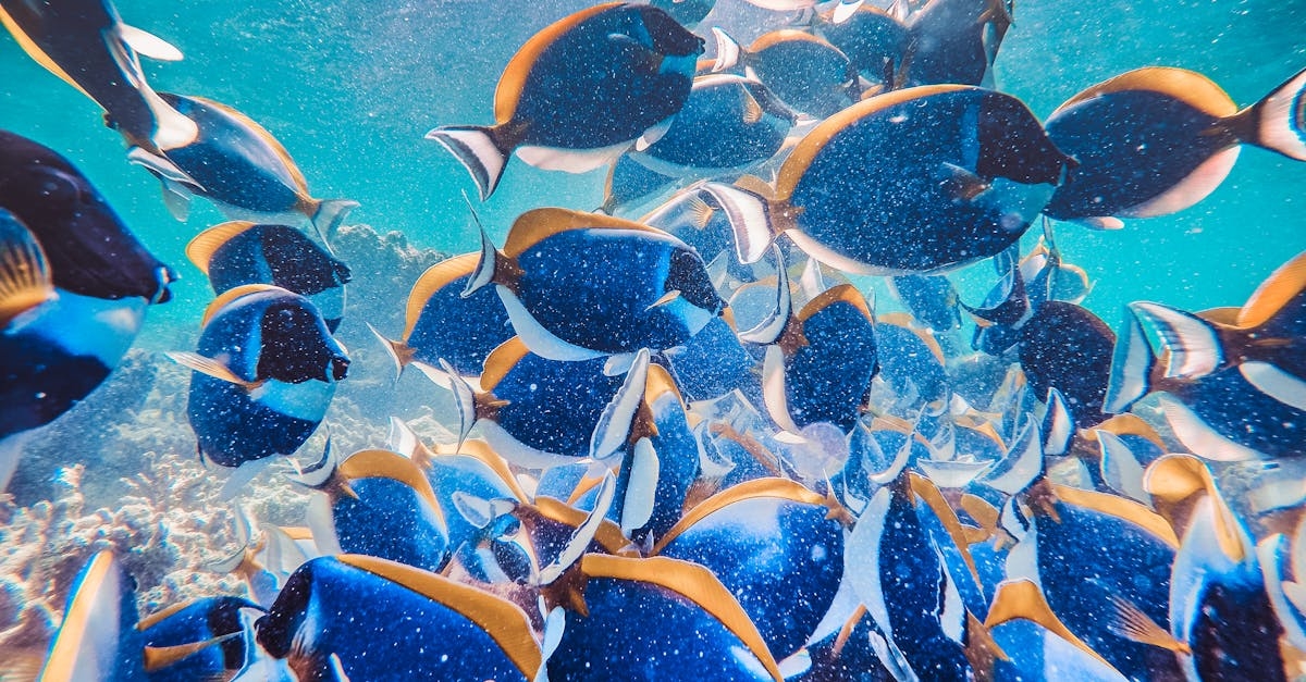 School of Exotic Fish Swimming Underwater