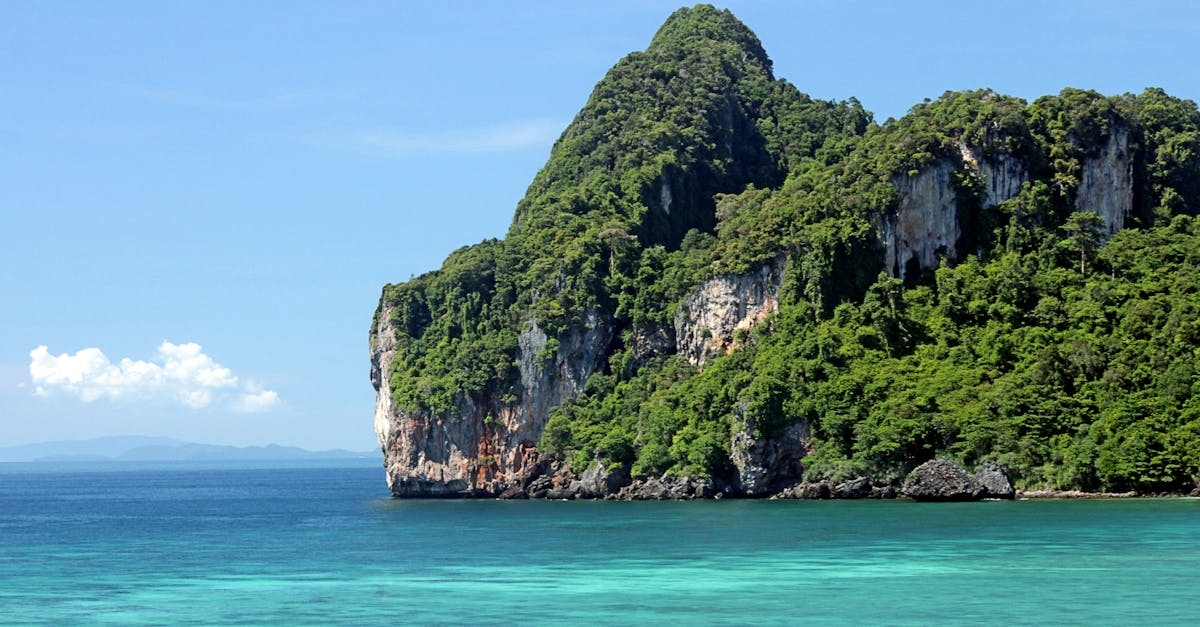 Green Trees on the Coastal Mountain