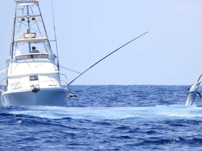 Game fishing boat fighting a marlin
