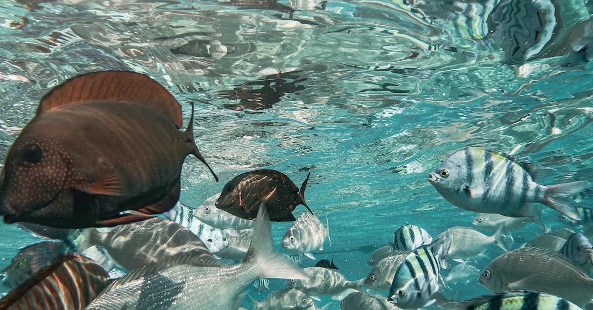 Fishes Swimming Under the Sea