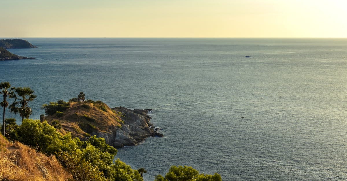 Green Trees Near the Ocean