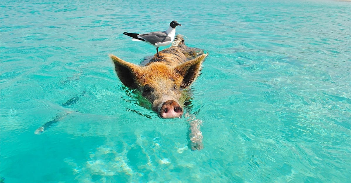 White and Gray Bird on the Bag of Brown and Black Pig Swimming on the Beach during Daytime
