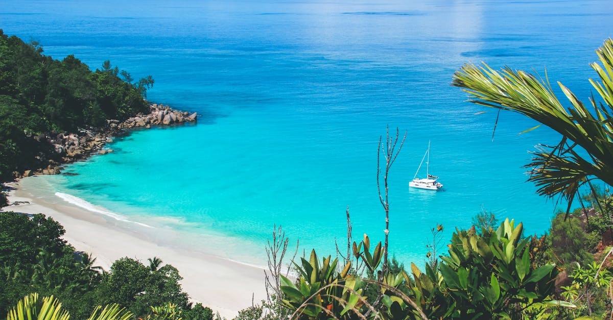 Turquoise Sea and Green Plants