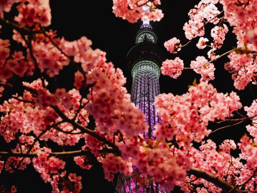 外国人に桜や花見を説明するのに超大事な26の英語表現 桜が満開 の英語でのステキな言い方はこれ Tandemランゲージエクスチェンジ ブログ