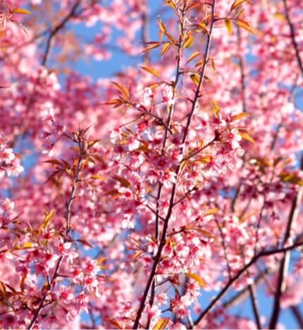 8 Palabras bonitas en japonés para el tiempo de cerezos en flor