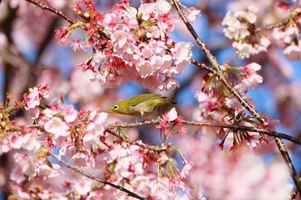 桜が満開 お花見 など桜にまつわる英語の表現26個を紹介 Tandemランゲージエクスチェンジ ブログ