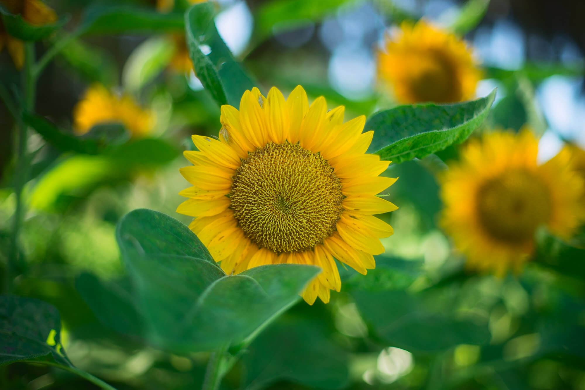 yellow-sunflower-in-garden-133317