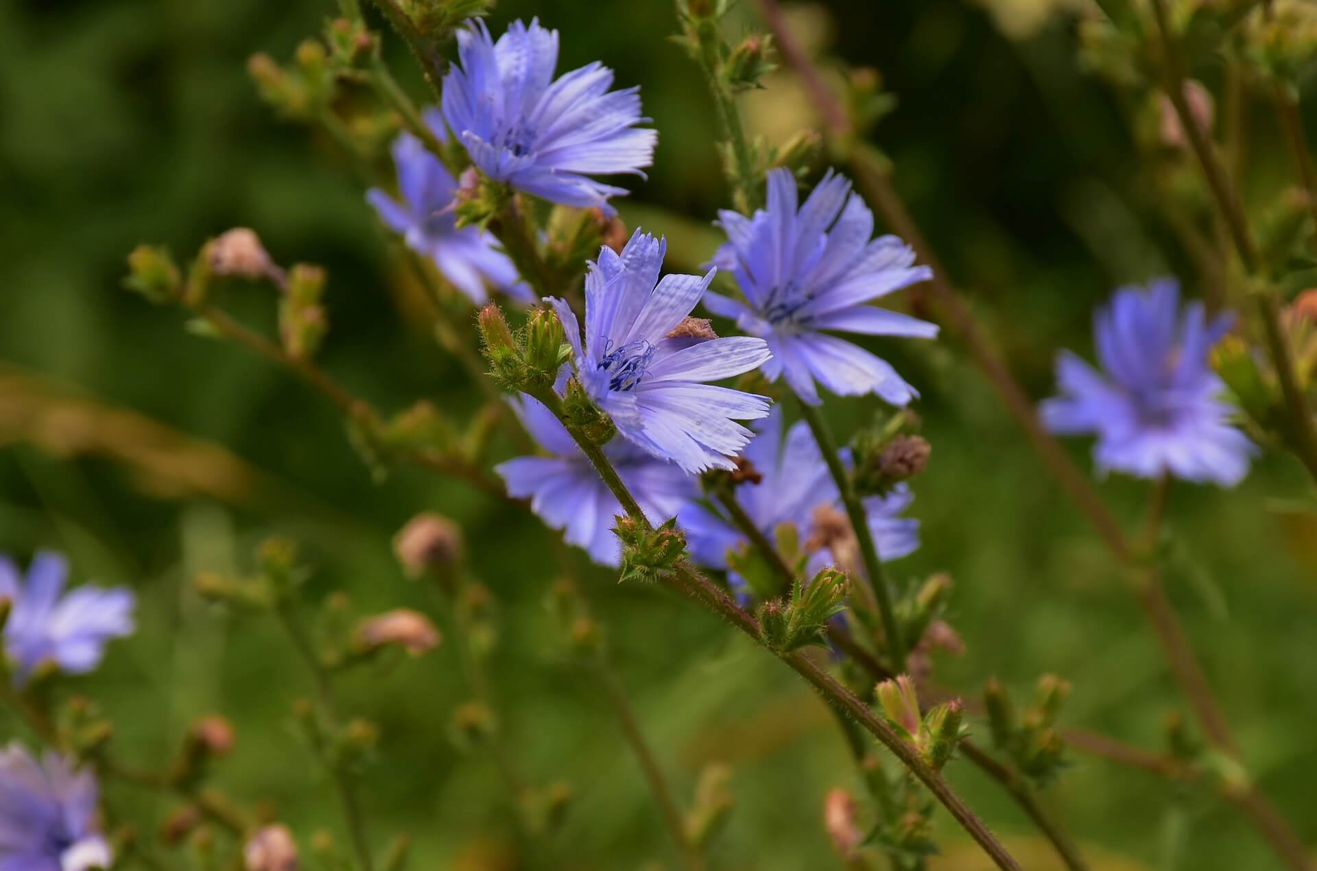 purple cornflower in garden