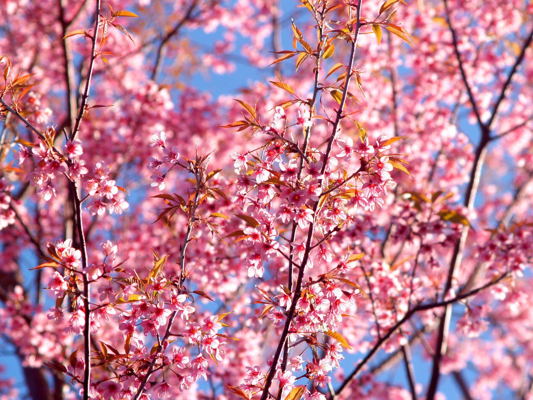 Cherry Blossom Tree In Japanese Translation - Alexis Mack Buzz