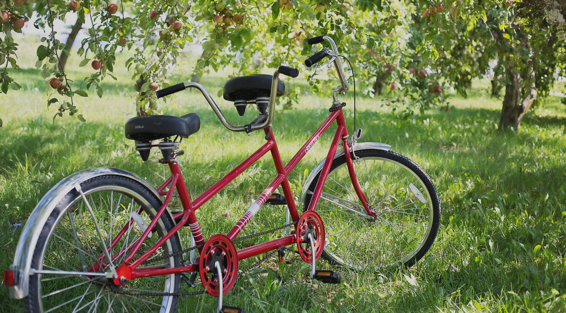 푸른 잔디 위에 놓여있는 탄뎀 자전거