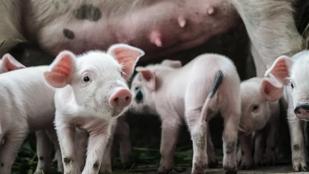 ドイツ語で豚が出てくるとどんな意味？