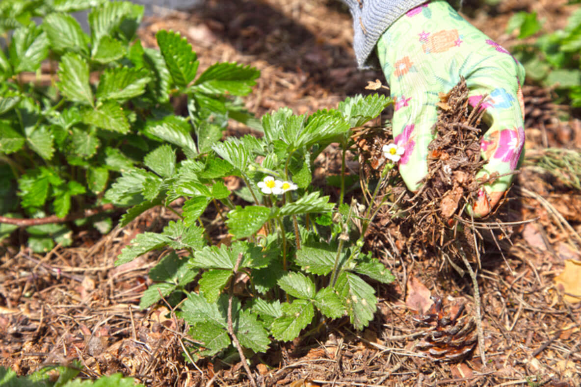 Stroh ist ideal zum Mulchen von Erdbeeren. Es schützt die roten Beeren vor Bodennässe und Schnecken. 
