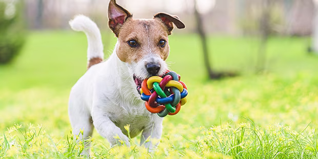 Hundespielzeug günstig online kaufen - shöpping.at