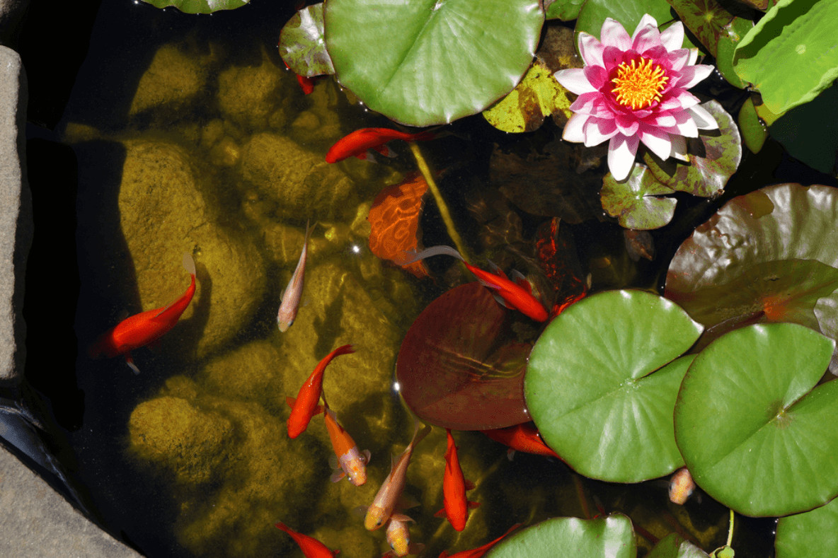 Wer in seinem Gartenteich Fische beheimaten möchte, sollte darauf achten, dass die Fischarten gut miteinander harmonieren.