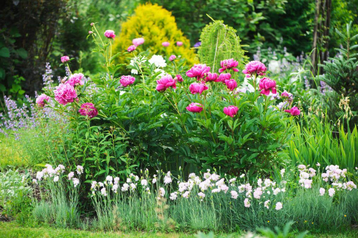 Stauden und Sommerblumen sind die perfekte Kombination für ein schön gestaltetes Blumenbeet.