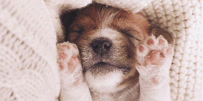 Hunde sind süße und treuherzige Begleiter und benötigen neben der notwendigen Grundausstattung ganz viele Streicheleinheiten. 
