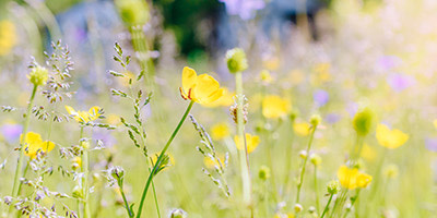 Der Traum von der eigenen Blumenwiese im Garten