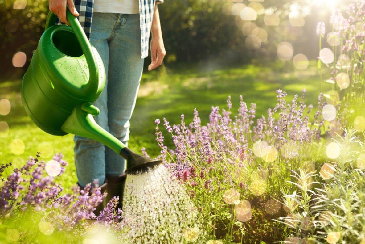 Nicht alle Blumen vertragen direktes Wasser auf Blüten und Blätter. Gießen Sie stattdessen das Erdreich.