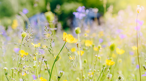 Blumenwiese selbst anlegen