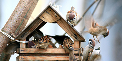 Rund um ein selbst gebautes Vogelhaus tummeln sich Vögel besonders gerne.