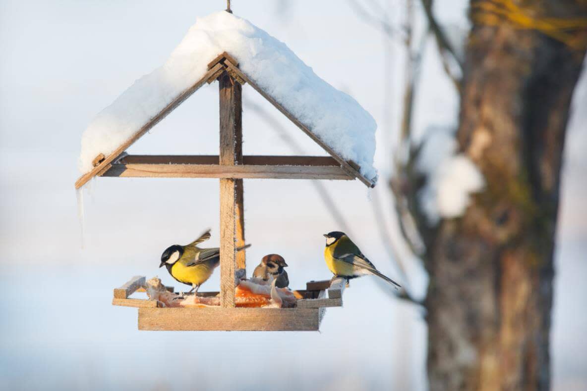 Auch ganz einfache Vogelhäuser können die Vögel bestens versorgen.