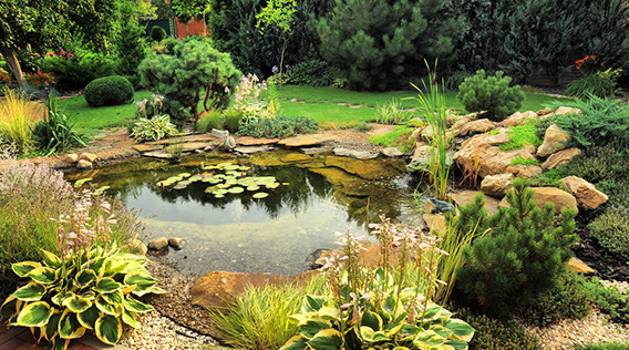 Schöner Gartenteich mit Teichpflanzen und Seerosen.