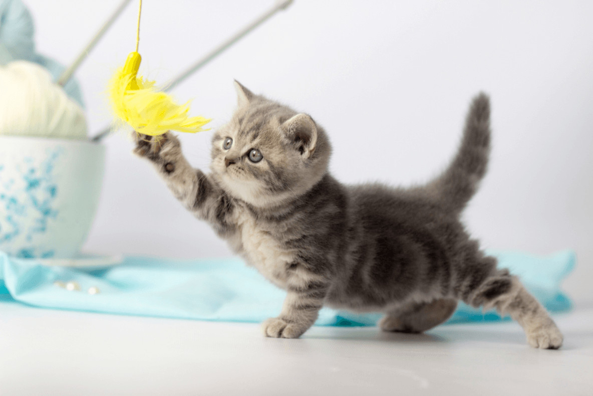 Mit abwechslungsreichem Katzenspielzeug halten Sie die aktivsten Stubentiger auf Trab.